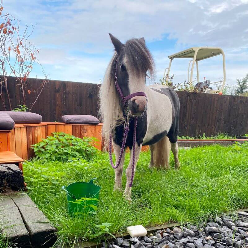 Pony in garden